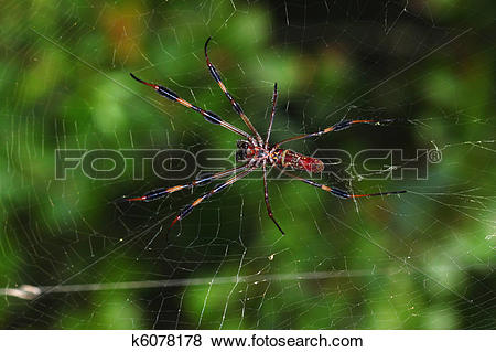 Golden Silk Orb-weaver Spider clipart #13, Download drawings