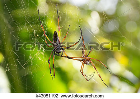 Golden Silk Orb-weaver Spider clipart #14, Download drawings