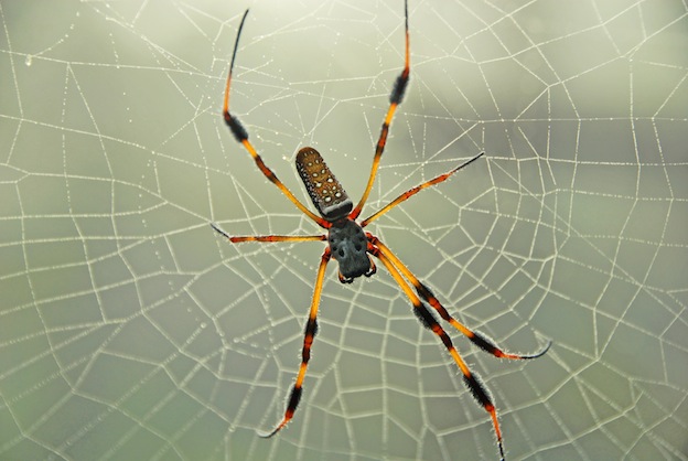 Golden Silk Orb-weaver Spider coloring #13, Download drawings