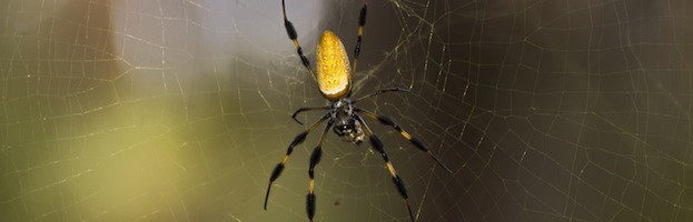 Golden Silk Orb-weaver Spider coloring #12, Download drawings