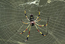 Golden Silk Orb-weaver Spider coloring #19, Download drawings