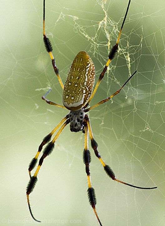 Golden Silk Orb-weaver Spider coloring #2, Download drawings