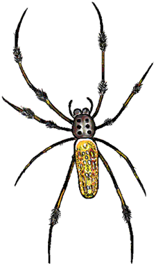 Golden Silk Orb-weaver Spider coloring #3, Download drawings