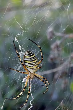 Golden Silk Orb-weaver Spider coloring #5, Download drawings