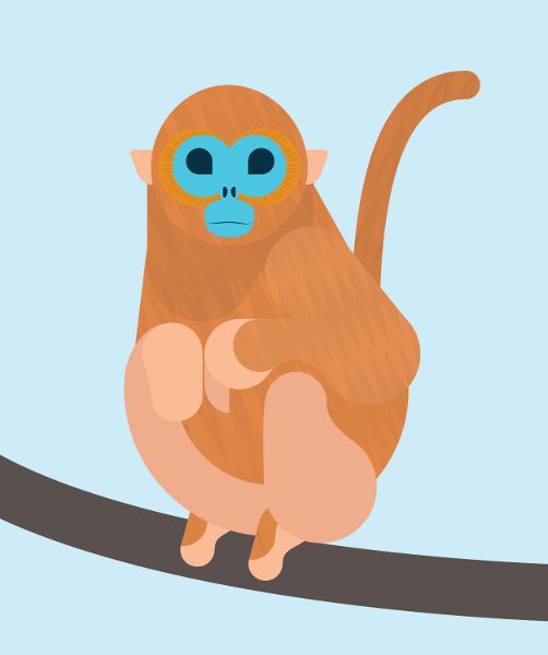 Golden Snub-nosed Monkey clipart #6, Download drawings