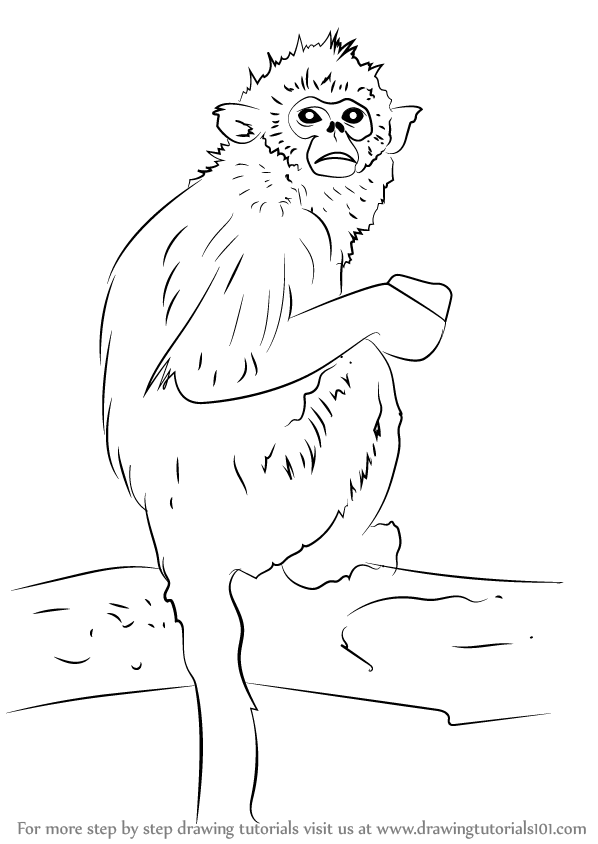 Golden Snub-nosed Monkey coloring #9, Download drawings