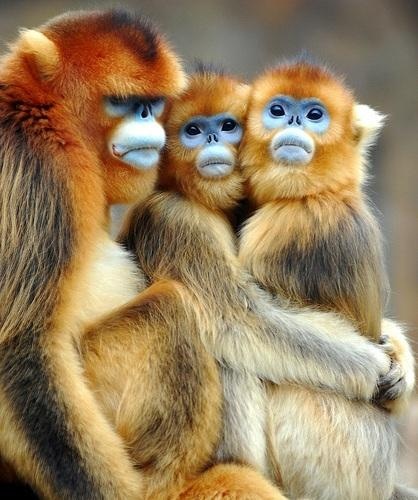 Golden Snub-nosed Monkey coloring #11, Download drawings