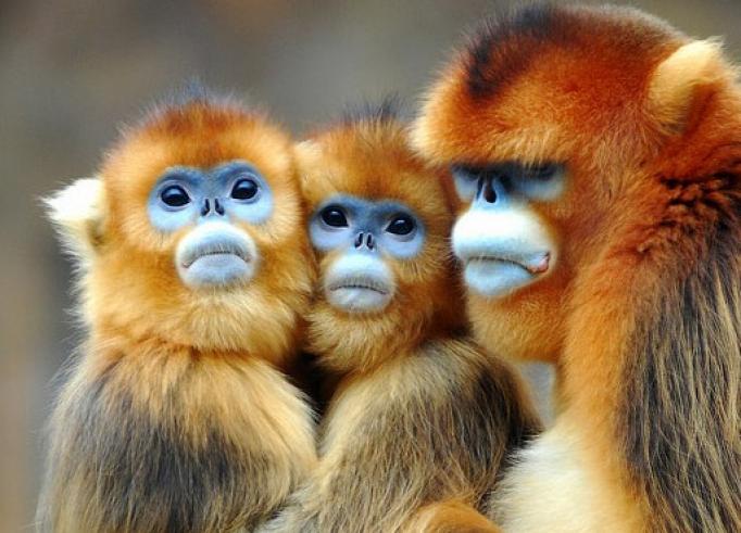 Golden Snub-nosed Monkey svg #20, Download drawings