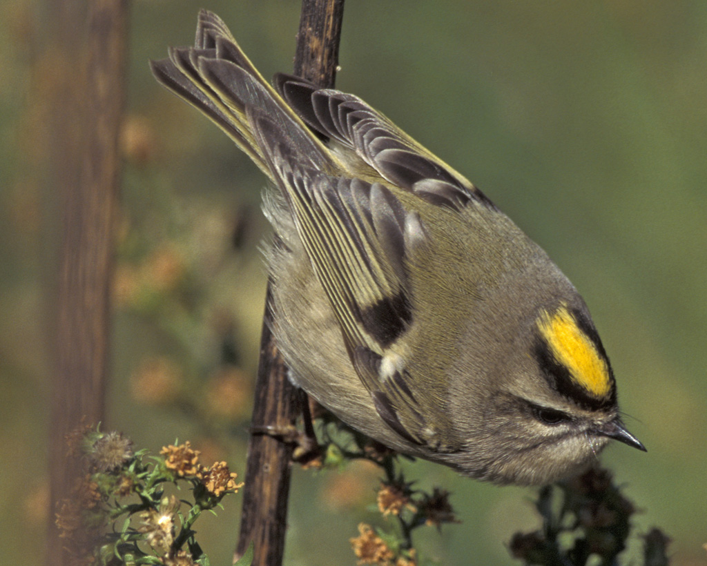 Golden-crowned Kinglet clipart #7, Download drawings
