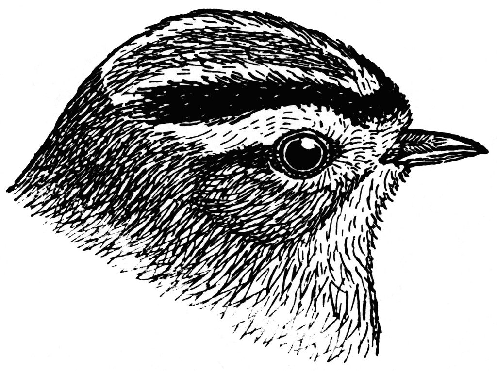 Golden-crowned Kinglet clipart #13, Download drawings