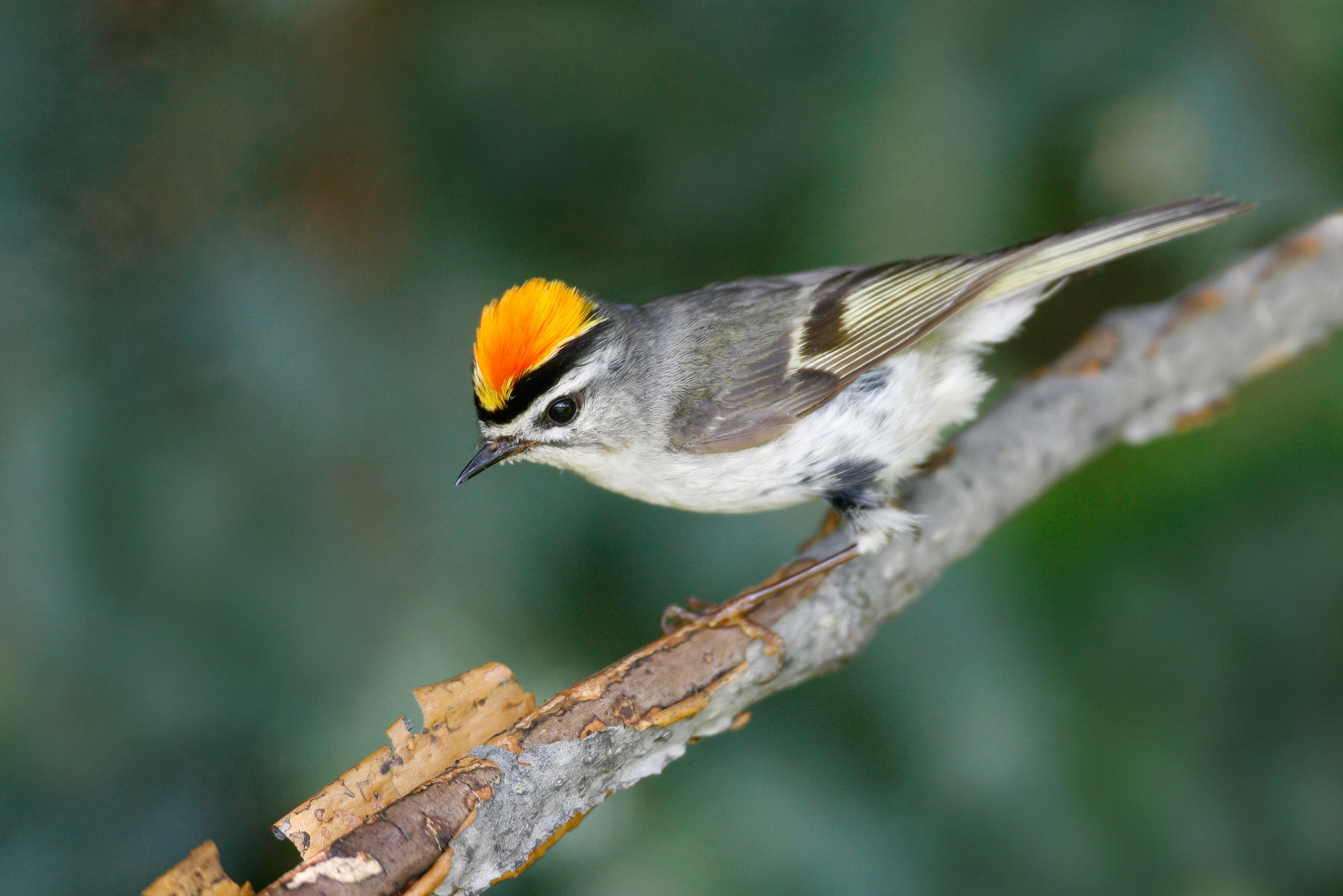 Golden-crowned Kinglet clipart #15, Download drawings