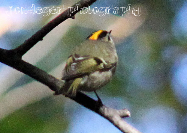 Golden-crowned Kinglet coloring #7, Download drawings