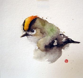 Golden-crowned Kinglet coloring #8, Download drawings