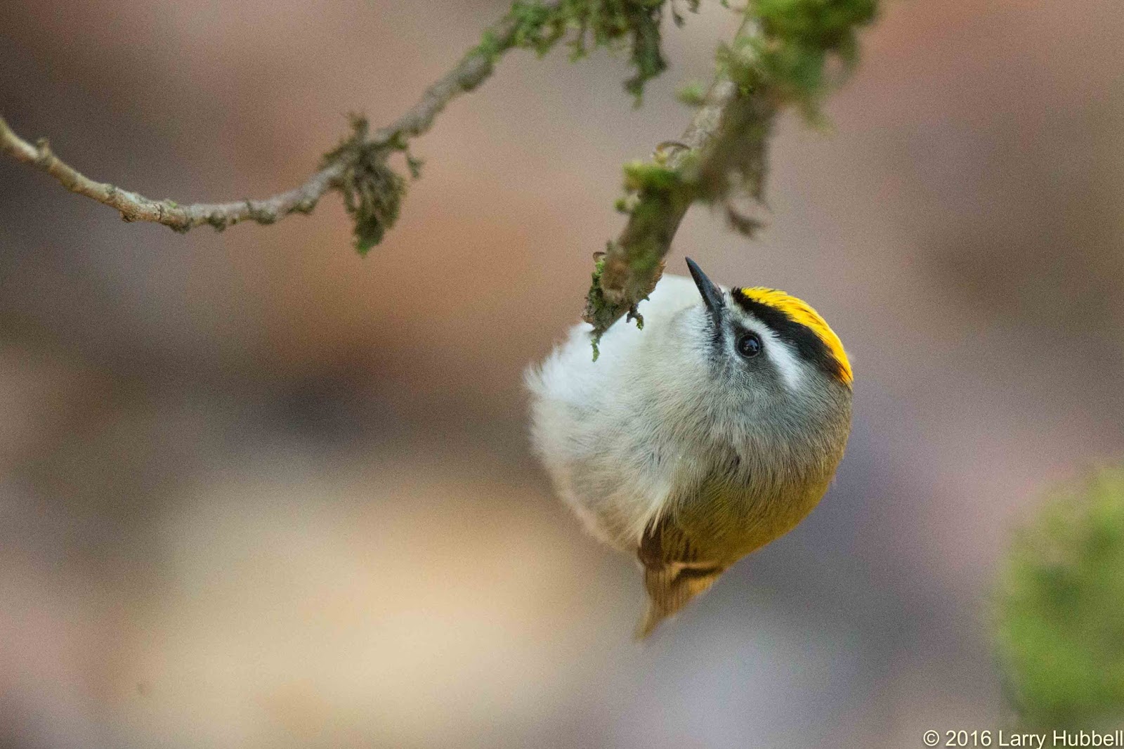 Golden-crowned Kinglet coloring #2, Download drawings