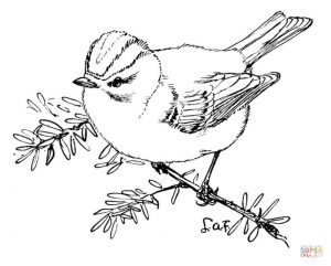 Golden-crowned Kinglet coloring #20, Download drawings