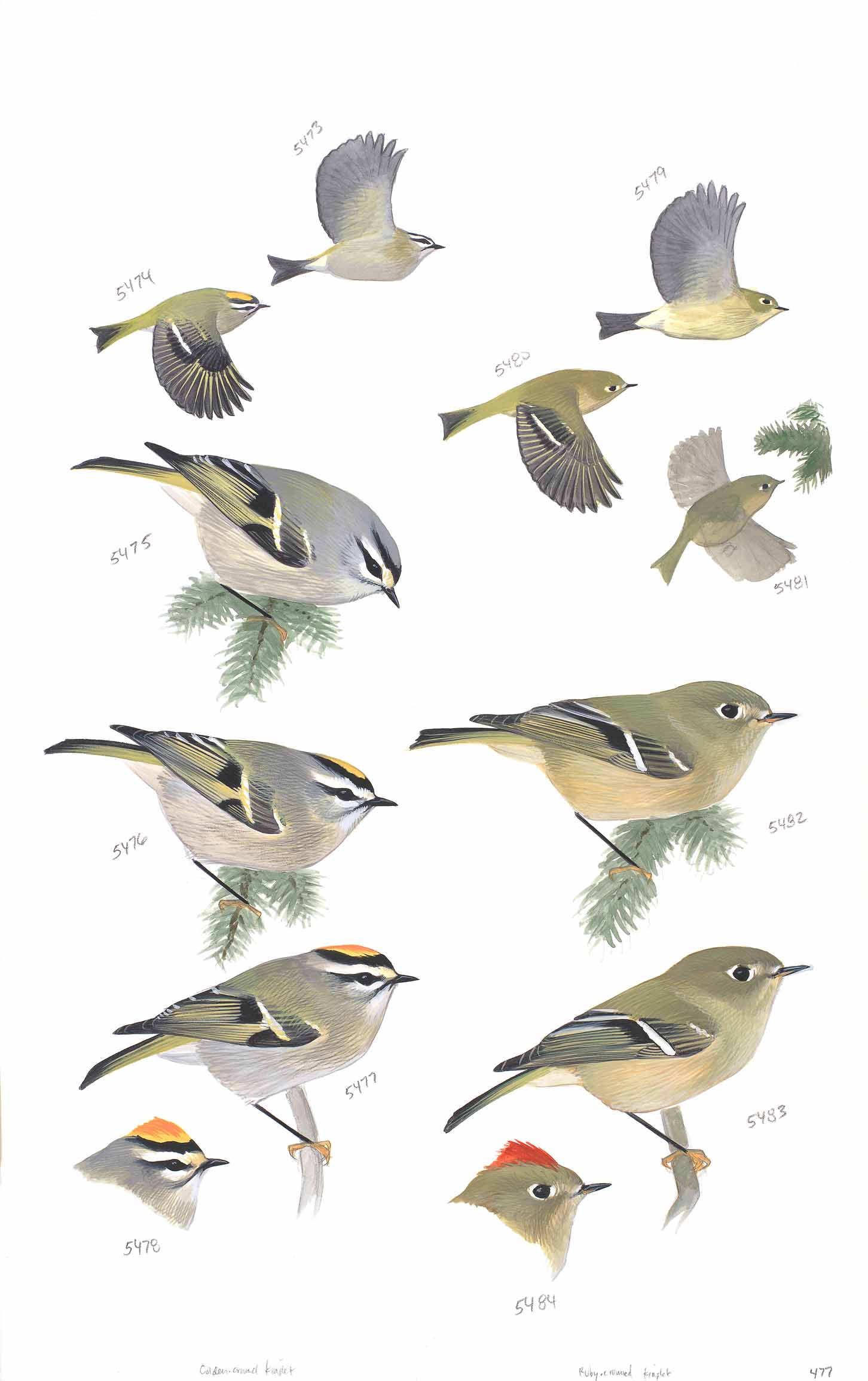 Golden-crowned Kinglet coloring #15, Download drawings