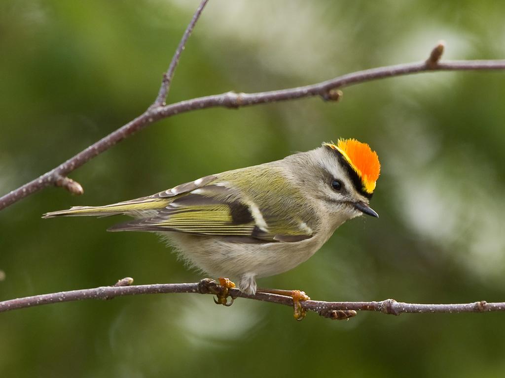Golden-crowned Kinglet coloring #1, Download drawings