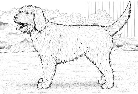 Goldendoodle coloring #12, Download drawings