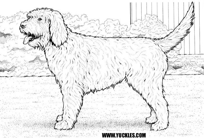 Goldendoodle coloring #20, Download drawings