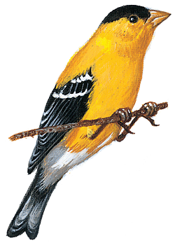 Goldfinch clipart #13, Download drawings