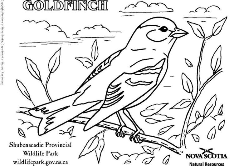 Goldfinch coloring #19, Download drawings