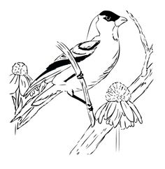 Goldfinch coloring #10, Download drawings