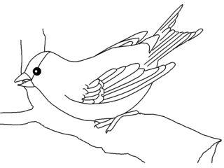 Goldfinch coloring #4, Download drawings