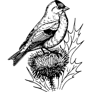 Goldfinch svg #12, Download drawings