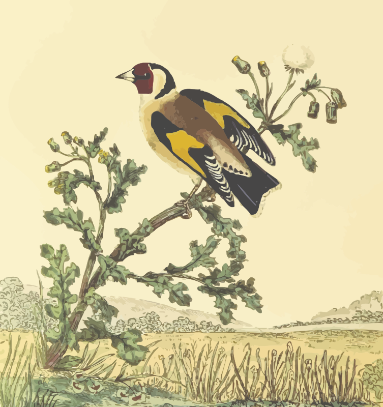 Goldfinch svg #6, Download drawings