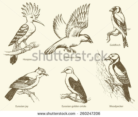 Goldfinch svg #1, Download drawings