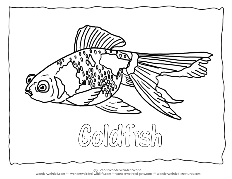 Goldfish coloring #2, Download drawings