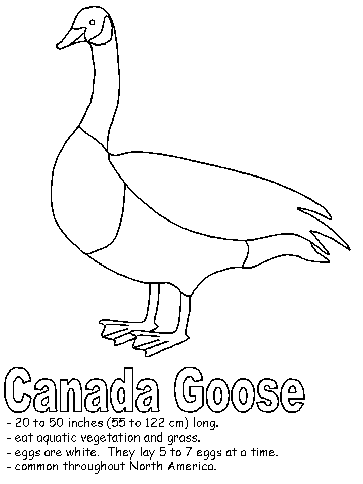 Canada Goose coloring #20, Download drawings