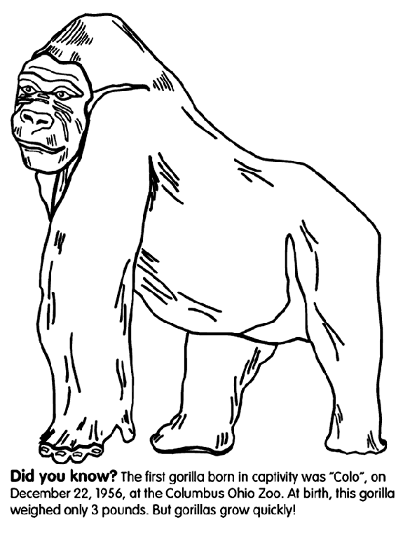 Gorilla coloring #12, Download drawings