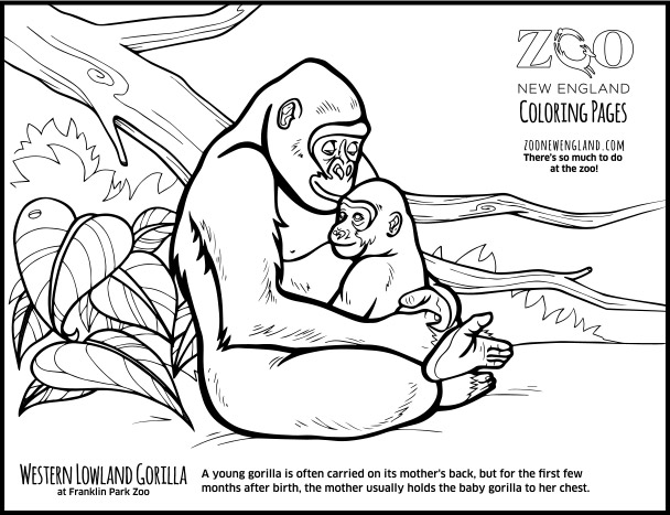 Gorilla coloring #7, Download drawings