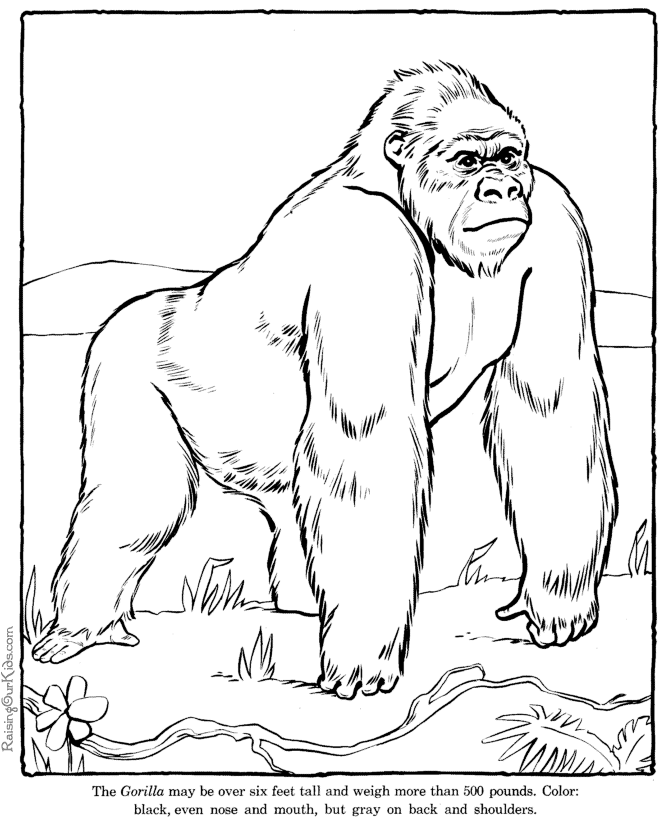 Gorilla coloring #19, Download drawings