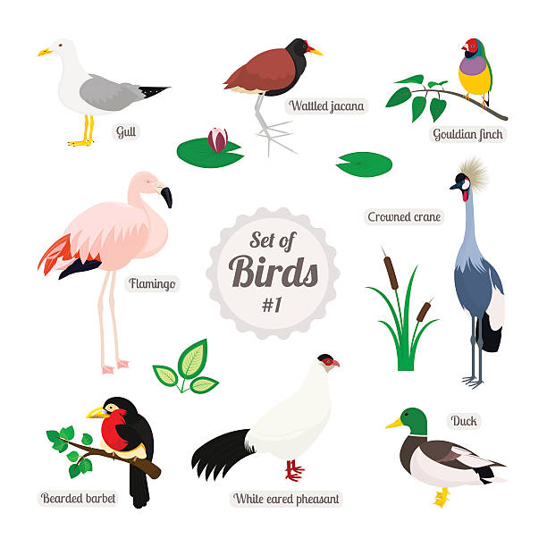 Gouldian Finches clipart #7, Download drawings