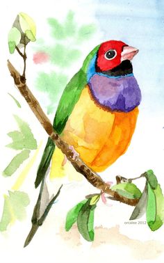 Gouldian Finch clipart #2, Download drawings