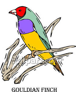 Gouldian Finches clipart #5, Download drawings