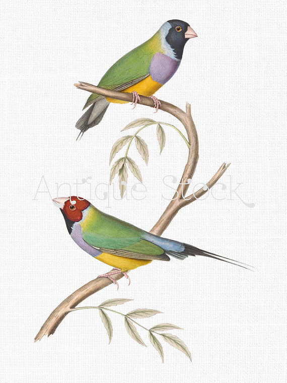 Gouldian Finch clipart #1, Download drawings