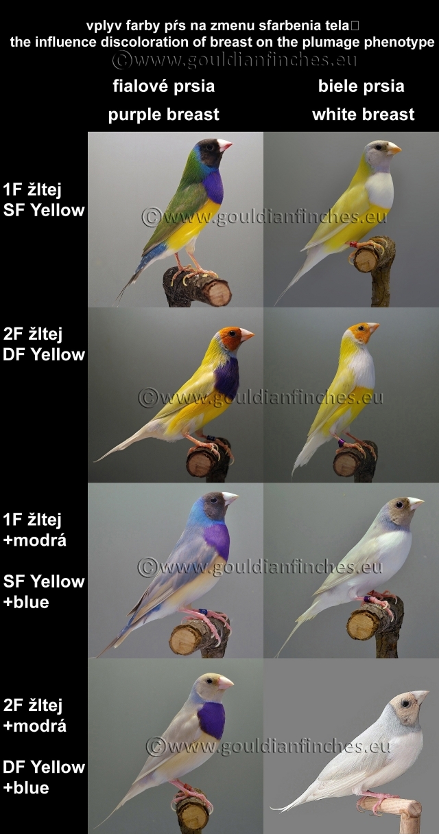 Gouldian Finches coloring #6, Download drawings