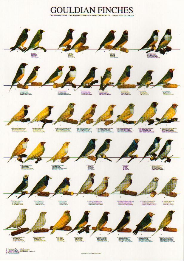 Gouldian Finches svg #15, Download drawings