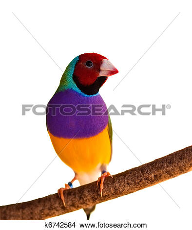 Gouldian Finches clipart #10, Download drawings