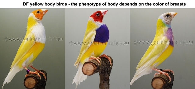 Gouldian Finches coloring #4, Download drawings