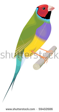 Gouldian Finches svg #5, Download drawings
