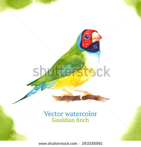 Gouldian Finches svg #4, Download drawings