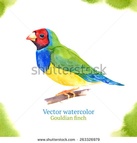 Gouldian Finches svg #1, Download drawings