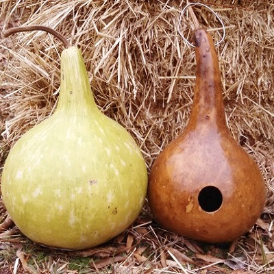 Gourd svg #2, Download drawings
