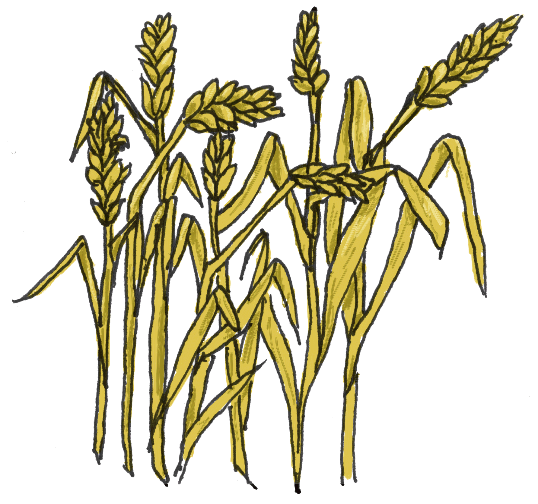 Grain clipart #3, Download drawings