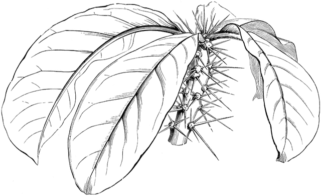 Grandiflora clipart #4, Download drawings