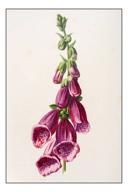 Grandiflora clipart #10, Download drawings